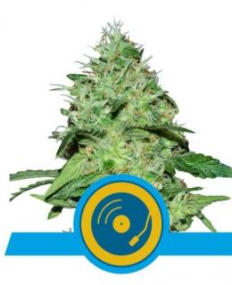 Royal Queen Seeds Joanne's CBD 0 % THC 5 ks Balení: 1 ks