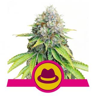 Royal Queen Seeds OG Kush fem 0 % THC 5 ks Balení: 1 ks