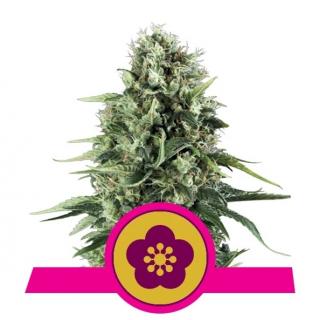 Royal Queen Seeds Power Flower 0 % THC 5 ks Balení: 5 ks