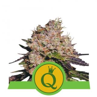 Royal Queen Seeds Purple Queen Auto 0 % THC 5 ks Balení: 1 ks