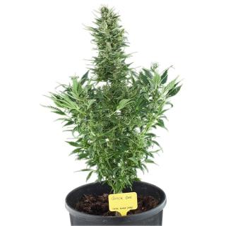 Royal Queen Seeds Quick One 0 % THC 5 ks Balení: 10 ks