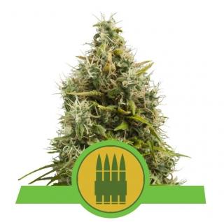 Royal Queen Seeds Royal AK automatic 0 % THC 5 ks Balení: 1 ks