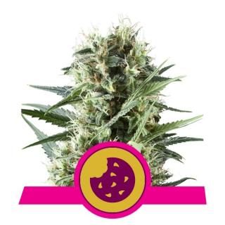 Royal Queen Seeds Royal Cookies Fem 0 % THC 5 ks Balení: 1 ks