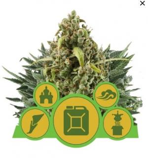 Royal Queen Seeds Samonakvétací Mix 0 % THC 3 ks Balení: 5 ks