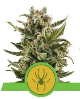 Royal Queen Seeds White Widow Automatic 0 % THC 5 ks Balení: 10 ks