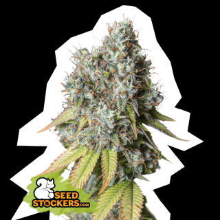 Seedstockers Bruce Banner Auto 0% THC Balení: 1 ks