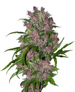 Sensi seeds Purple Bud Automatic 0% THC Balení: 1 ks