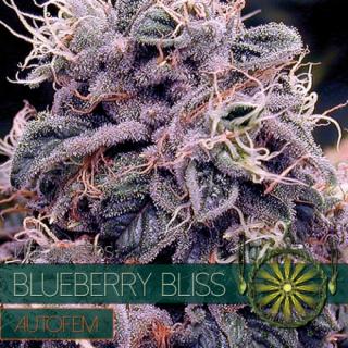 Vision Seeds Blueberry Bliss 0% THC Balení: 10 ks