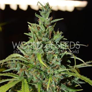 WOS Neville Haze Auto 0 % THC 7 ks Balení: 12 ks