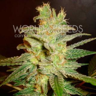 WOS Northern Light x Big Bud Early version 0 % THC 7 ks Balení: 12 ks