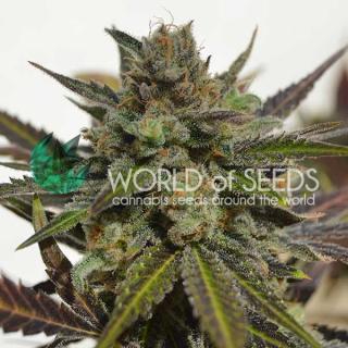 WOS Northern Light x Skunk 0 % THC 7 ks Balení: 12 ks