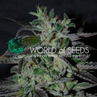 WOS Strawberry Blue Early version 0 % THC 7 ks Balení: 3 ks