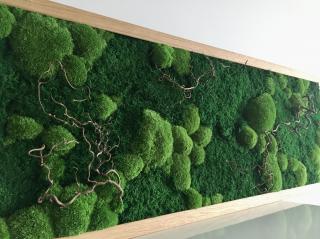 mechový obraz - 150x50 cm - přírodní dubový rám, kroucená líska