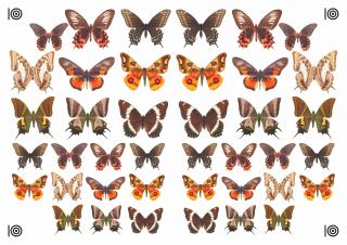 Motýli - hnědí a oranžoví - A4 - 00328 Materiál: Fondánový list + Výřez