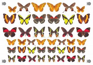 Motýli - žlutí, červení a oranžoví - A4 - 00329 Materiál: Decor list
