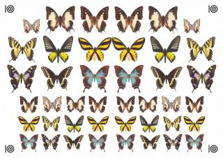 Motýli - žlutí, hnědí a modří - A4 - 00327 Materiál: Decor list