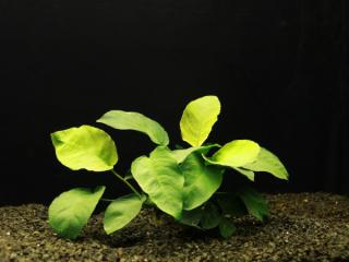 Anubias barteri var. barteri