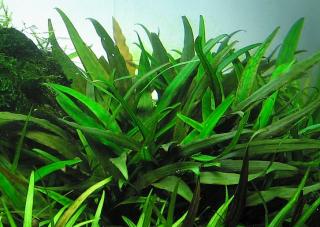 Cryptocoryne lucens