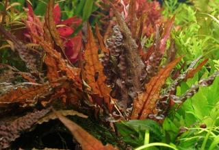 Cryptocoryne tropica