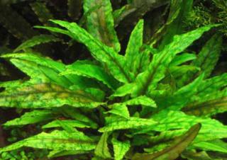 Cryptocoryne wendtii