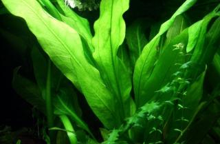 Echinodorus amazonicus