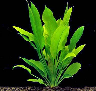 Echinodorus bleherae