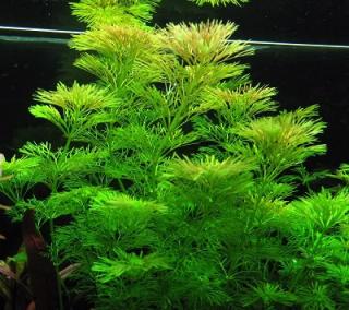 Limnophila sessiliflora - Bahnatka bezstopečná