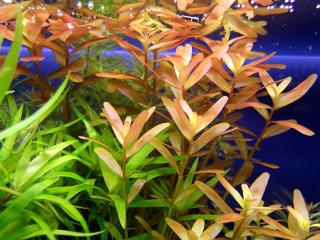 Rotala rotundifolia