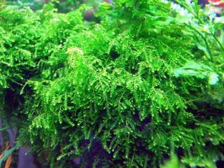 Vesicularia ferriei - Weeping Moss