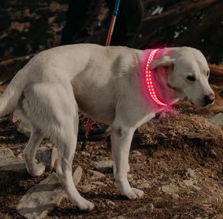 Reedog luminous USB svíticí obojek pro malé, střední a velké psy Barva: Červená - S