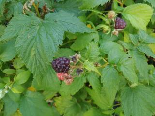 Maliník stálepolodící (černý) - Rubus idaeus 'Heban' V KVĚTINÁČI