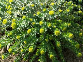 Rozchodnice růžová - Zlatý kořen - Rhodiola rosea