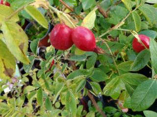 Růže dužnoplodá - Rosa villosa 'Karpatia'