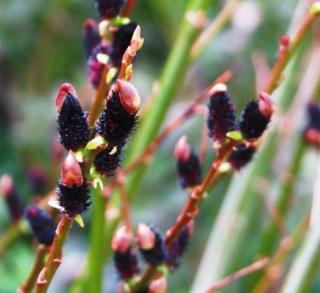 Vrba štíhlopestíková - Salix gracilistyla 'Melanostachys' - keř