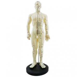 Akupunkturní model - muž 50cm