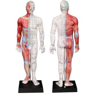 Akupunkturní model - muž, svaly 55cm