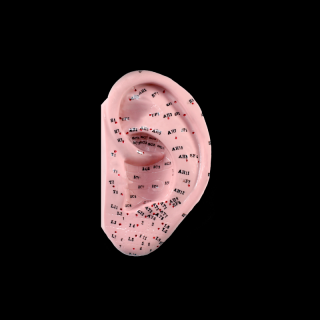 Akupunkturní model ucho - 1 ks, výška 13 cm.