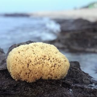 Přírodní mořská houba Na mytí vel. M (Mořská houba velikosti 16-18 cm)