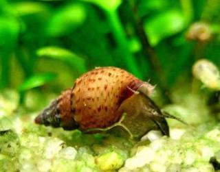 Piskořka hrbolkovitá (Melanoides granifera)