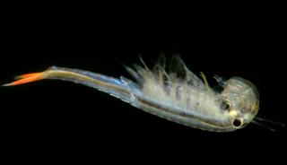 Streptocephalus siamensis - sladkovodní žábronožka Počty ks: 1 ks