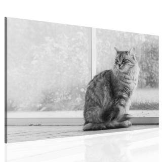 Černobílý obraz  kočka 120x80 cm