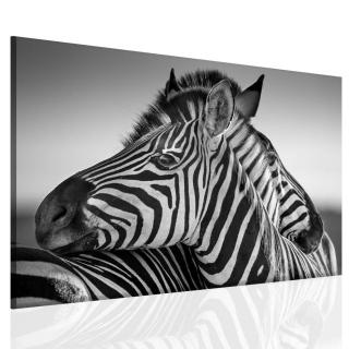 Černobílý obraz zebry 30x20 cm