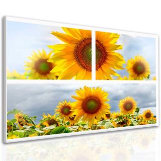 Jednodílný obraz slunečnice 120x90 cm