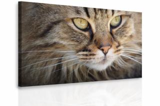 Obraz kočičí oči 60x40 cm
