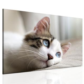 Obraz kočičí pohled 45x30 cm