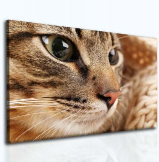 Obraz kočka 120x80 cm