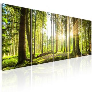 Obraz lesní záře + háčky a hřebíčky ZDARMA 125x50 cm