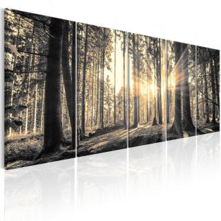 Obraz lesní záře sépie 125x50 cm