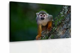 Obraz opička 120x80 cm