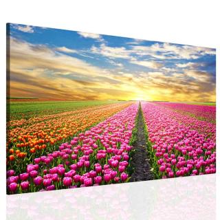 Obraz pole tulipánů 150x100 cm
